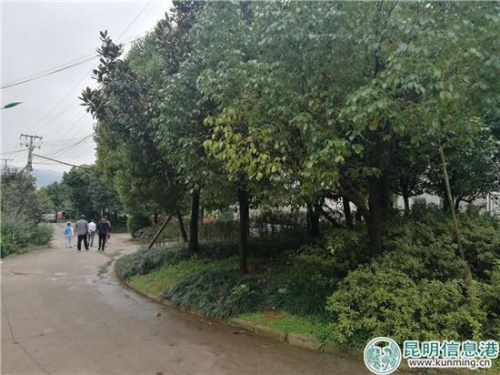 桥头居民小组内的绿化环境。