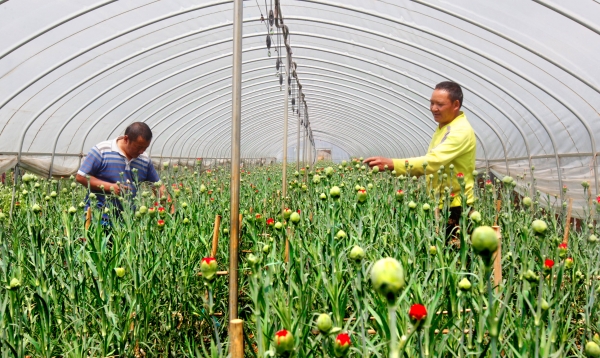 西山区团结街道和平社区花卉种植项目