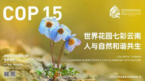 横版(16∶9)影像版09-秀丽绿绒蒿