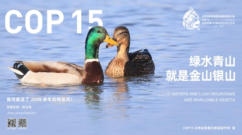 横版(16∶9)影像版10-绿头鸭