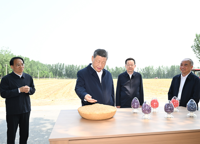 6月24日，中共中央总书记、国家主席、中央军委主席习近平在山东省德州市考察。这是习近平在陵城区边临镇东于架村了解当地“三夏”生产情况。